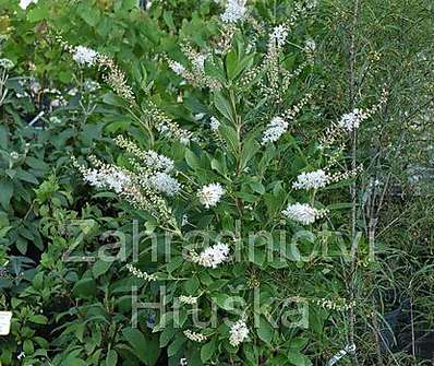 jochovec - Clethra alnifolia 'Pink Spire'