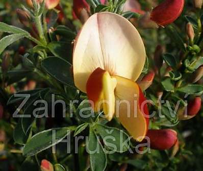 čilimník - Cytisus scoparius 'Goldfinch'