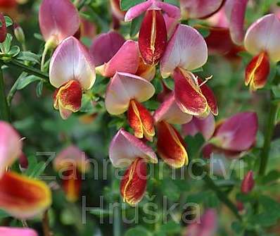 čilimník - Cytisus scoparius 'Goldfinch'