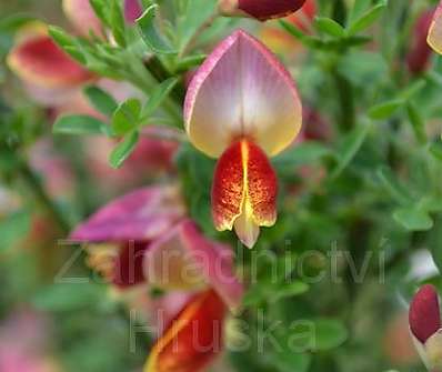 čilimník - Cytisus scoparius 'Goldfinch'