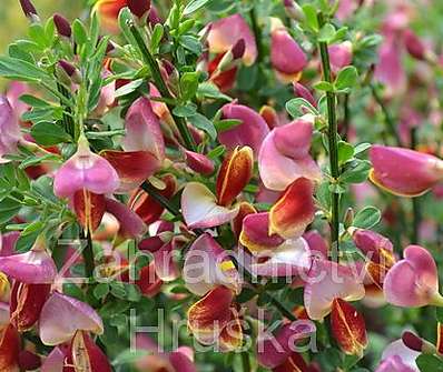 čilimník - Cytisus scoparius 'Goldfinch'