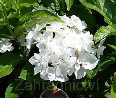 hortenzie - Hydrangea macrophyla 'Coco'