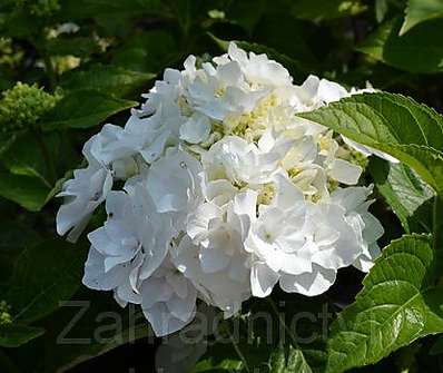 hortenzie - Hydrangea macrophyla 'Coco'