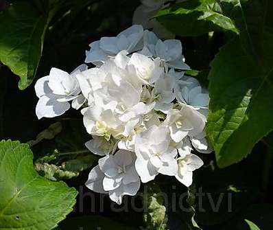 hortenzie - Hydrangea macrophyla 'Coco'