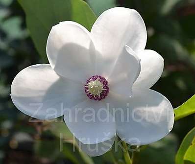 šácholan - Magnolia sieboldii