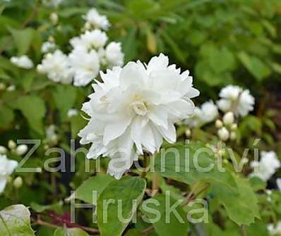 pustoryl - Philadelphus 'Schneestrum'