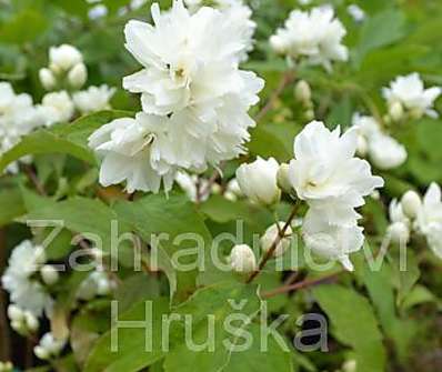 pustoryl - Philadelphus 'Schneestrum'