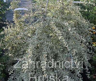 hlohyně - Pyracantha 'Sparkler'