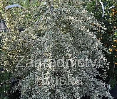 hlohyně - Pyracantha 'Sparkler'