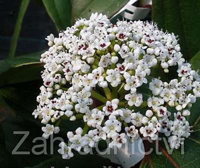 kalina - Viburnum davidii