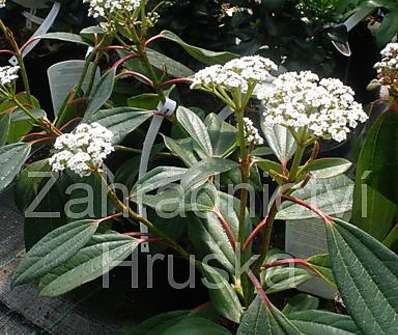 kalina - Viburnum davidii