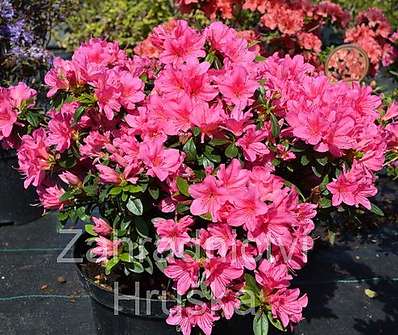 Azalea japonica 'Isabel'