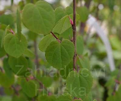 zmarličník - Cercidiphyllum japonicum