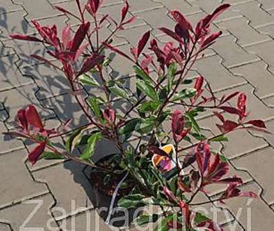 blýskavka - Photinia fraseri 'Pink Marble'