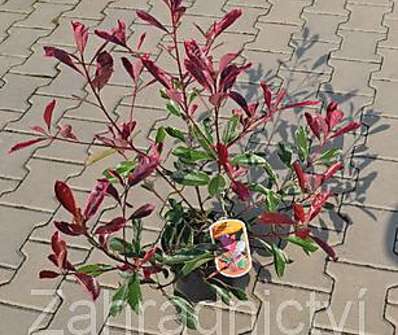 blýskavka - Photinia fraseri 'Pink Marble'