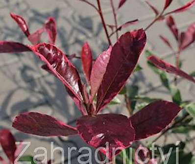 blýskavka - Photinia fraseri 'Pink Marble'