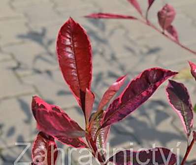 blýskavka - Photinia fraseri 'Pink Marble'