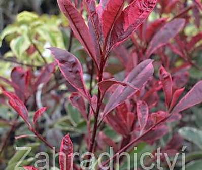 blýskavka - Photinia fraseri 'Pink Marble'