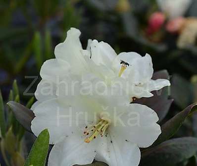 Rhododendron 'Flava'