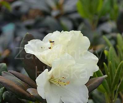 Rhododendron 'Flava'