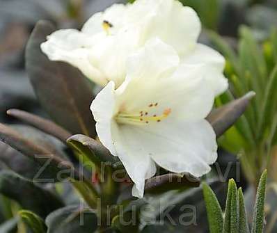 Rhododendron 'Flava'