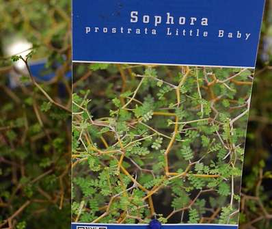 jerlín - Sophora prostrata 'Little Baby'