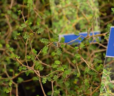 jerlín - Sophora prostrata 'Little Baby'