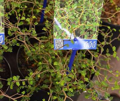 jerlín - Sophora prostrata 'Little Baby'