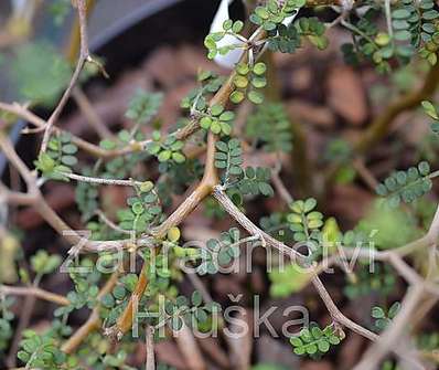 jerlín - Sophora prostrata 'Little Baby'