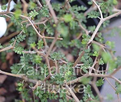 jerlín - Sophora prostrata 'Little Baby'