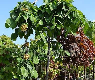 jilm - Ulmus glabra 'Camperdownii'