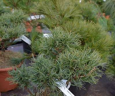 Borovice - Pinus strobus 'Green Curls'