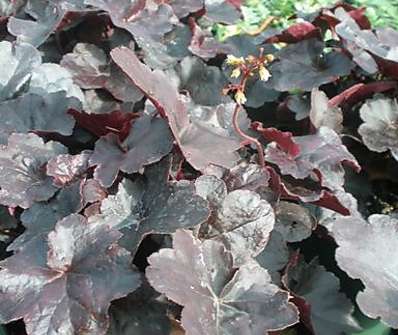 Heuchera Obsidian