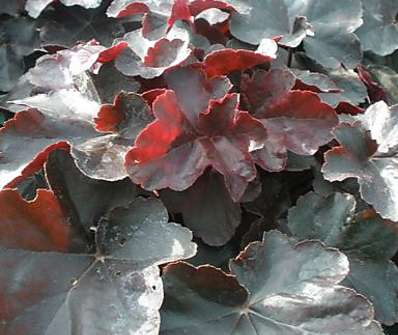 Heuchera Obsidian