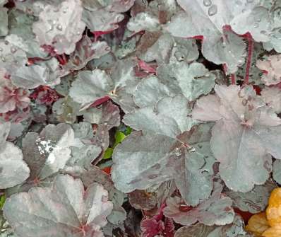 Heuchera Obsidian