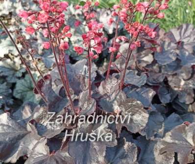 Heuchera Obsidian