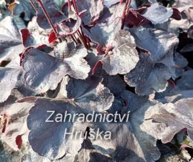 Heuchera Obsidian