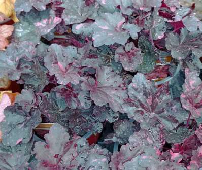 Heuchera Midnight Rose