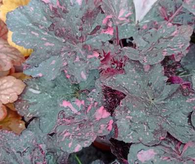 Heuchera Midnight Rose