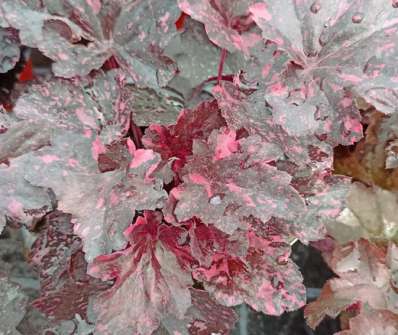 Heuchera Midnight Rose