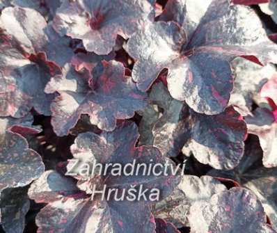 Heuchera Midnight Rose