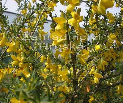 čimišník - Caragana arborescens 'Pygmaea'