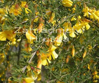 čimišník - Caragana arborescens 'Pygmaea'