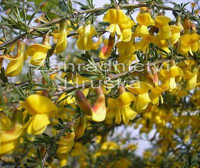 čimišník - Caragana arborescens 'Pygmaea'