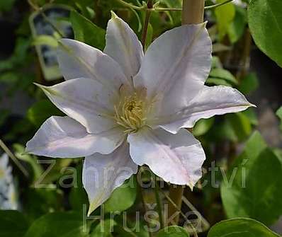 plamének - Clematis 'Mercury'