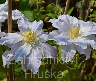 plamének - Clematis 'Mercury'