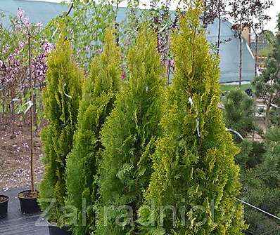 zerav - Thuja orr. 'Pyramidalis Aurea'