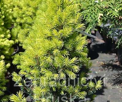 smrk - Picea glauca 'Frühling'