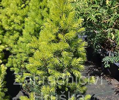 smrk - Picea glauca 'Frühling'