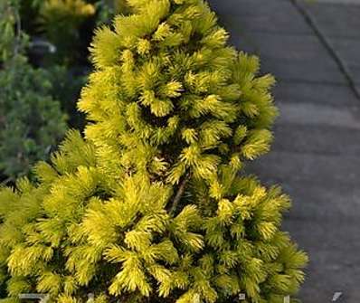 smrk - Picea glauca 'Frühling'